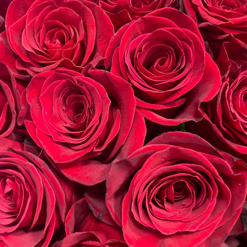 Товар дня -  Букет красных роз 50 см